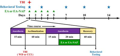 Electroacupuncture improves TBI dysfunction by targeting HDAC overexpression and BDNF-associated Akt/GSK-3β signaling